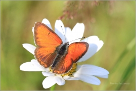 <p>OHNIVÁČEK MODROLEMÝ (Lycaena hippothoe) Šluknovsko - Kunratice u Šluknova ---- /Purple-edged copper - Lilagold-Feuerfalter/</p>